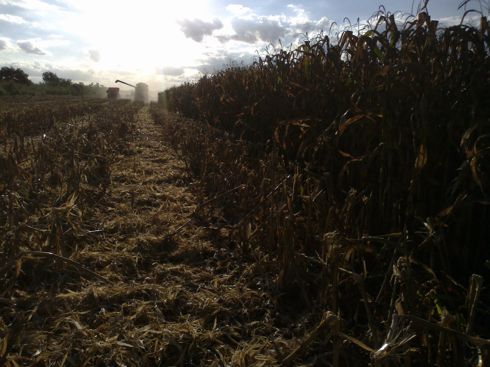 Cosecha de maíz en un campo agrícola, uno de los principales commodities agrícolas