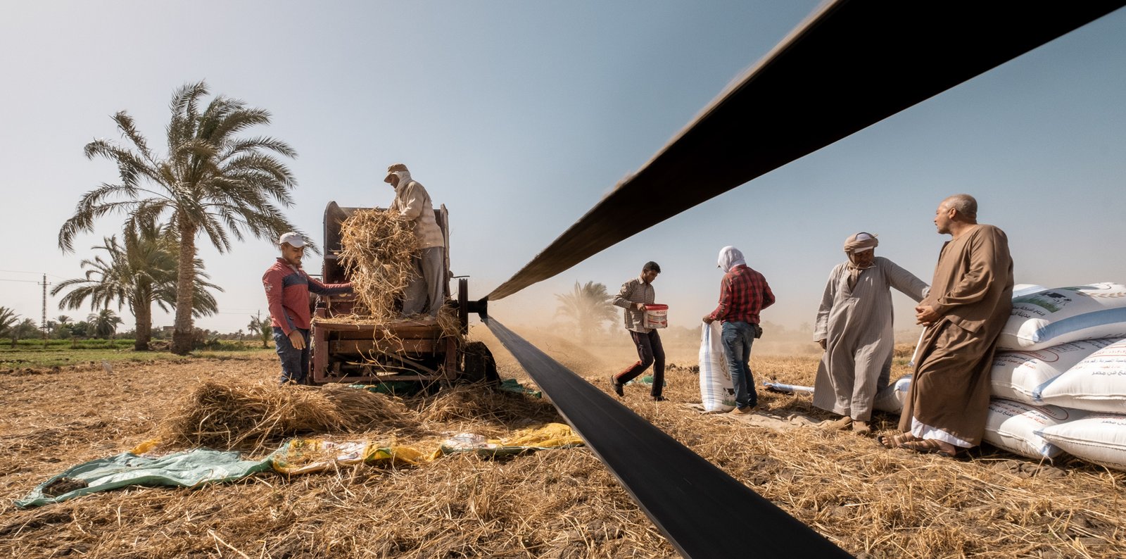 Cosecha de trigo en un campo agrícola, ejemplo clásico de un contrato forward entre productor y comprador